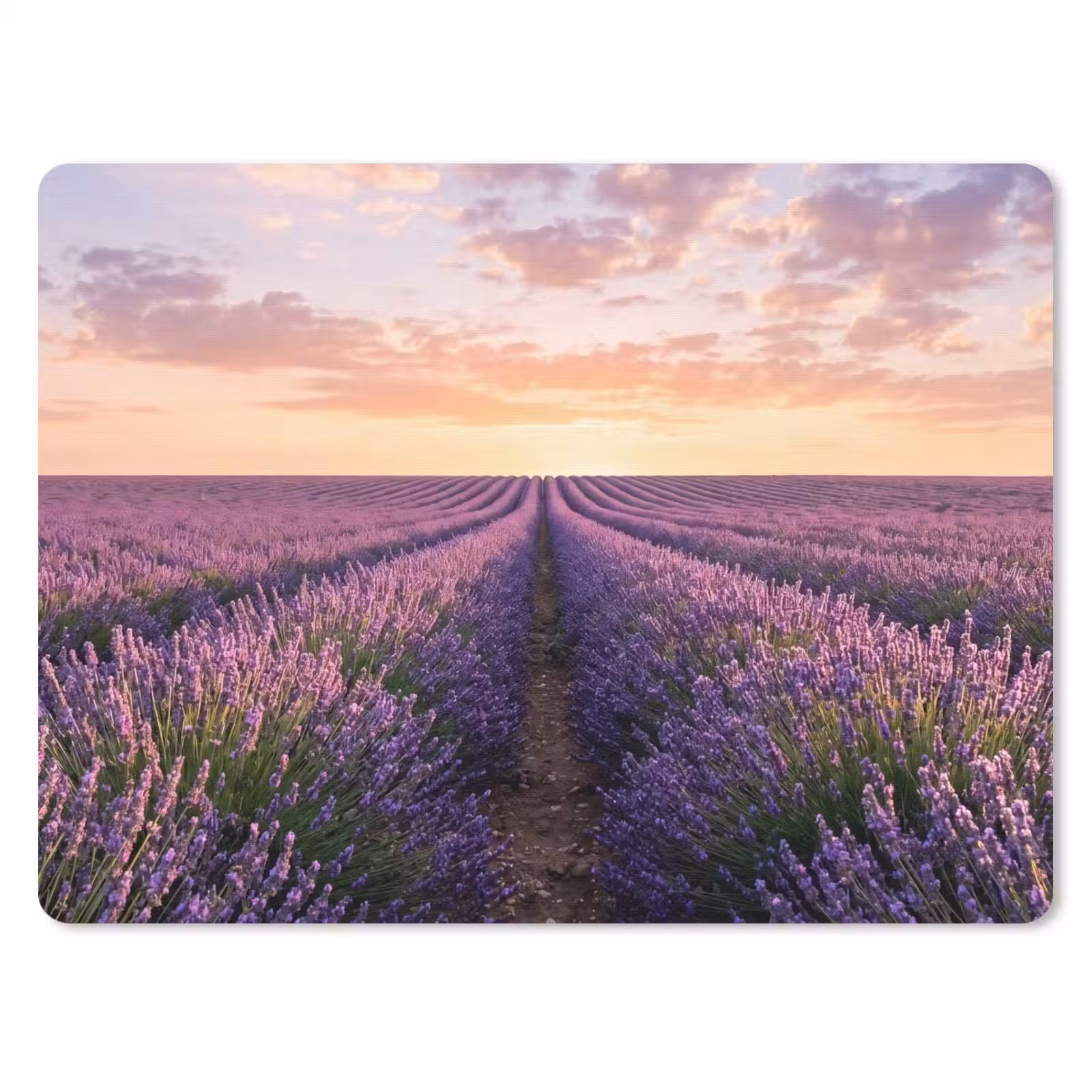 Muismat - Landschap - Lavendelveld - Paars — 1
