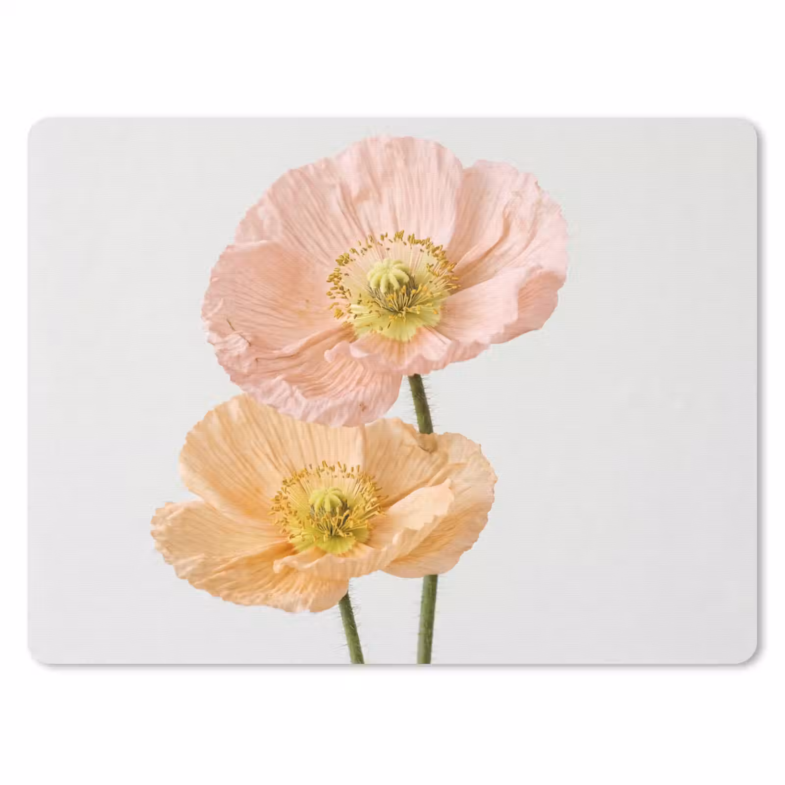Muismat - Papavers - Botanisch - Roze — 1