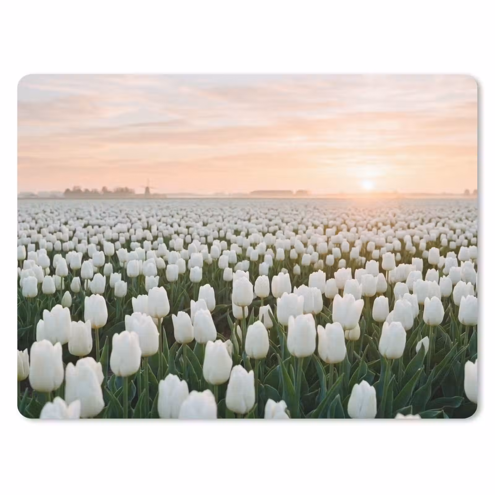 Muismat - Tulpen - Landschap - Wit — 1