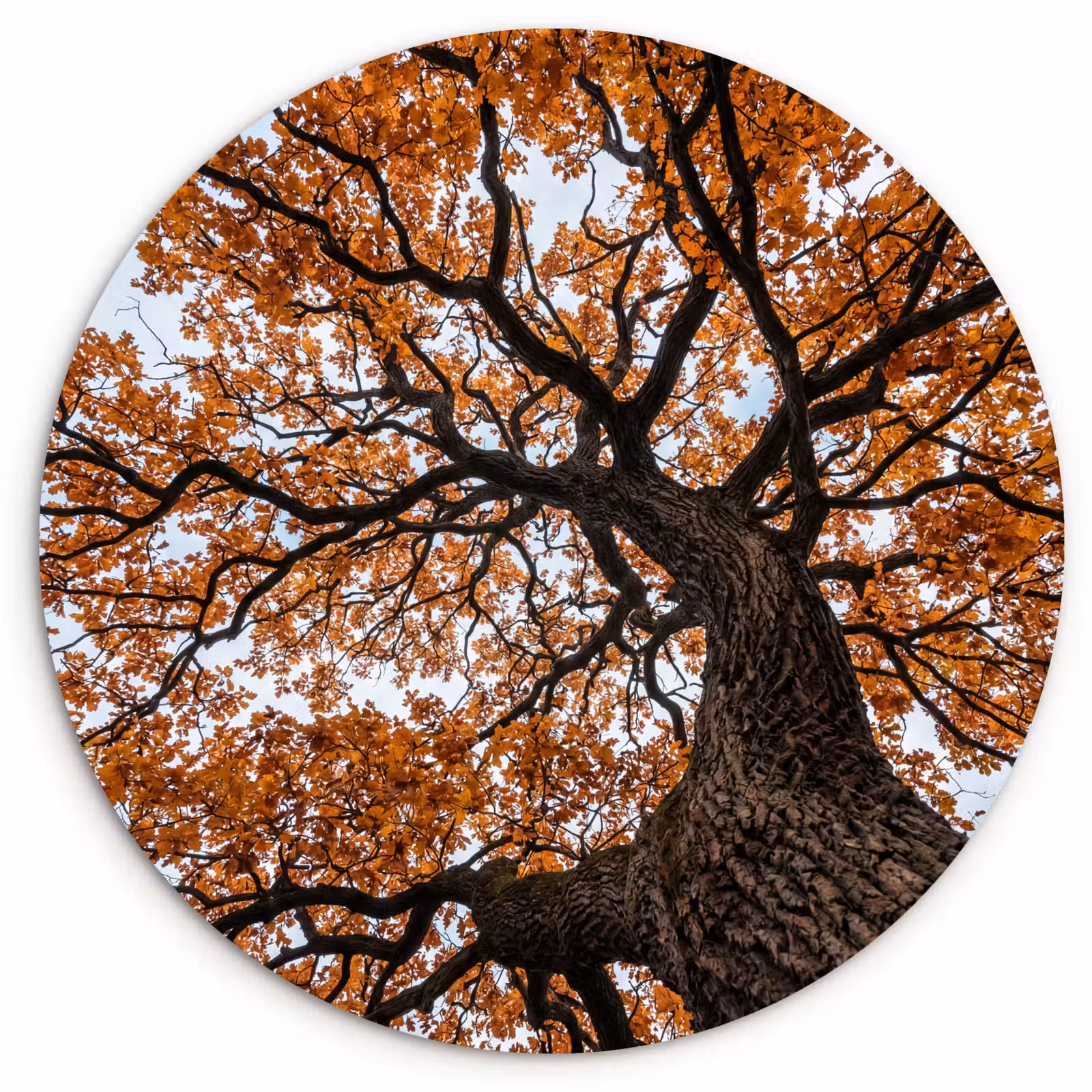 Muurcirkel - Boom - Bladerdak - Herfst - Oranje - Sfeervol — 1