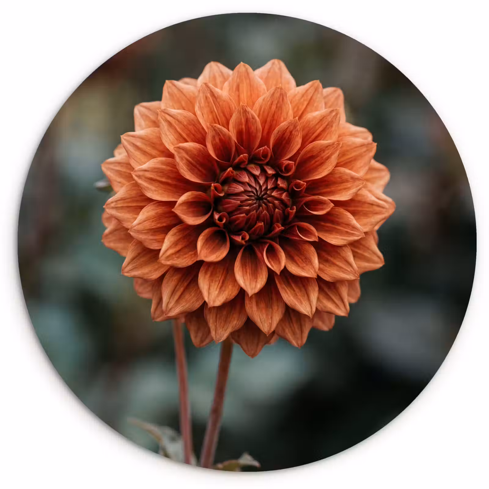 Muurcirkel - Dahlia - Bloem - Natuur - Sfeervol — 1