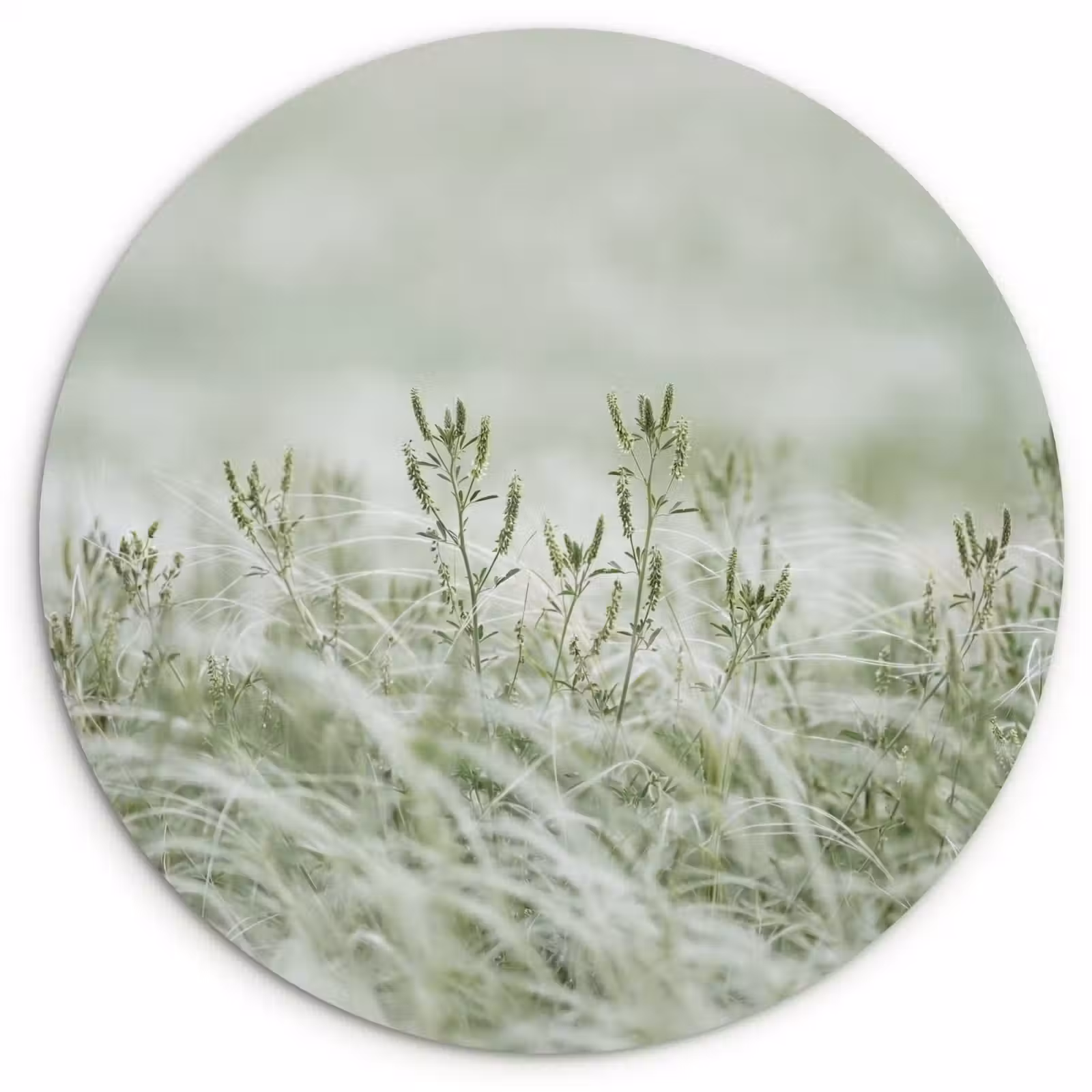 Muurcirkel - Grassen - Minimalistisch - Groen — 1