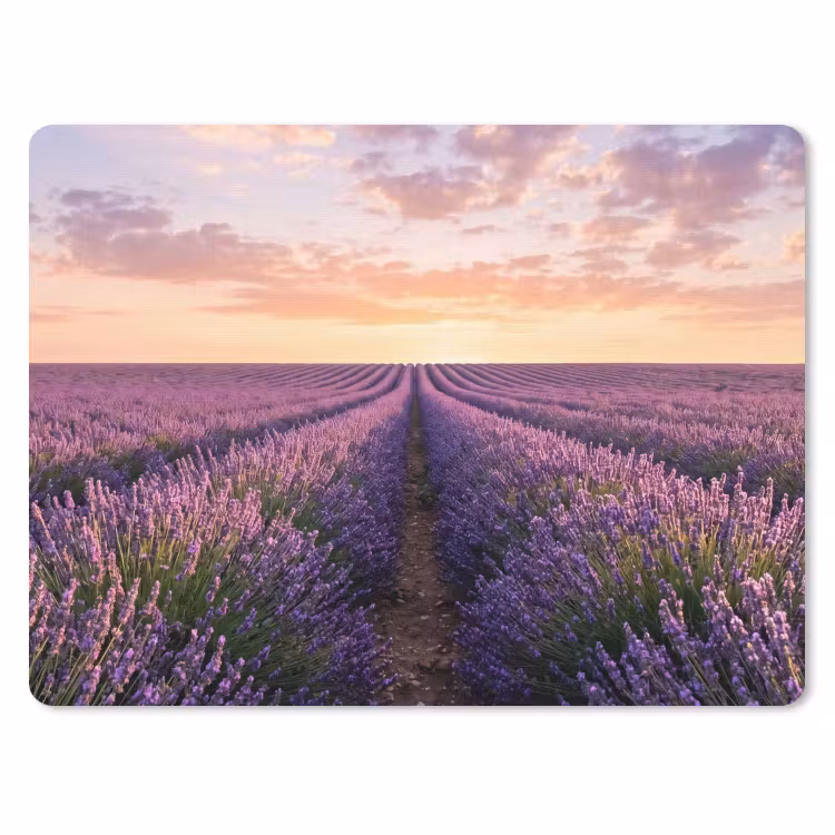 Muismat - Landschap - Lavendelveld - Paars — 1