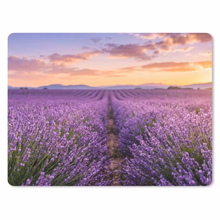 Muismat - Lavendel - Veld - Natuur - Paars — 1