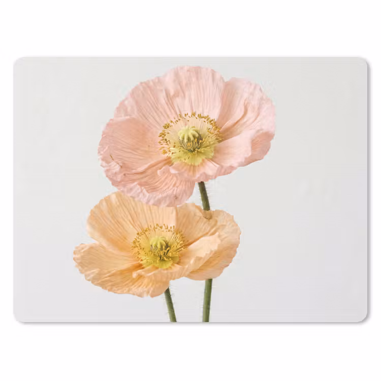 Muismat - Papavers - Botanisch - Roze — 1