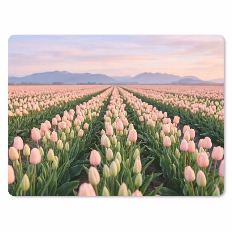 Muismat - Tulpen - Landschap - Roze — 1