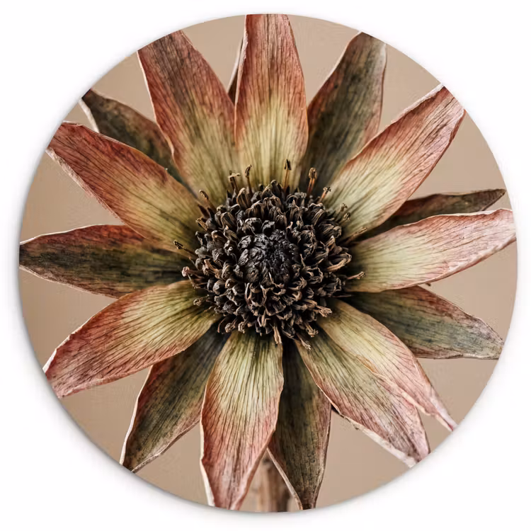 Muurcirkel - Droogbloem - Protea - Vintage - Beige - Rustiek — 1