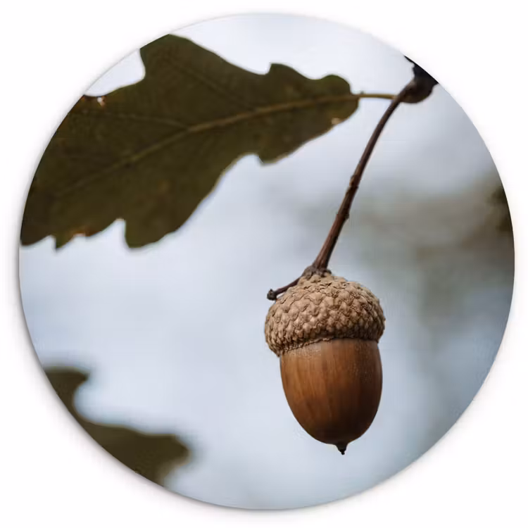 Muurcirkel - Eikel - Eikenblad - Bos - Herfst - Natuur — 1