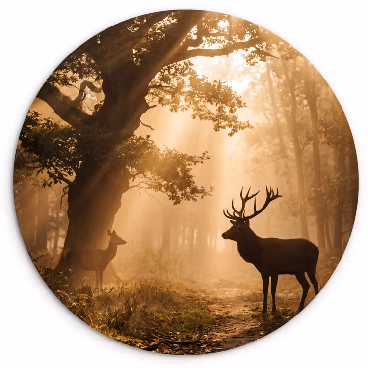Muurcirkel - Hert - Bos - Mistig - Natuur - Goud — 1
