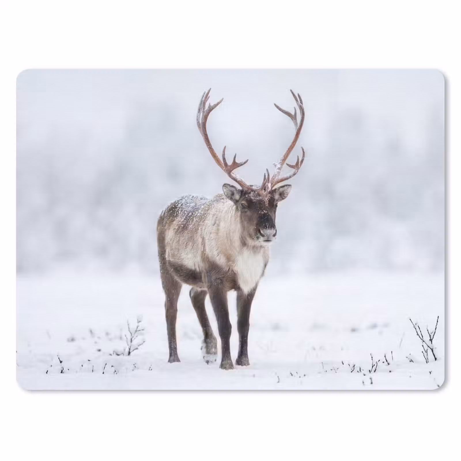 Muismat - Rendier - Gewei - Toendra - Sneeuw - Wild — 1
