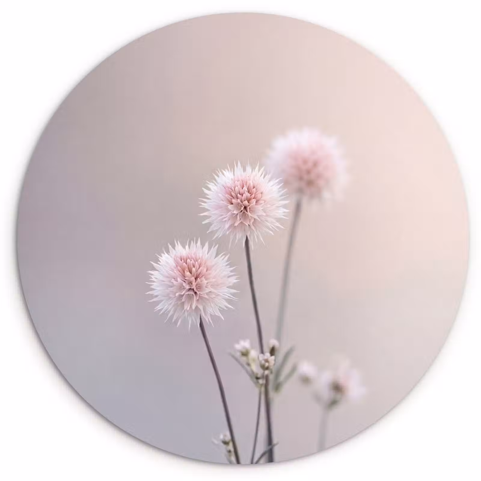 Muurcirkel - Bloemen - Bollen - Roze — 1