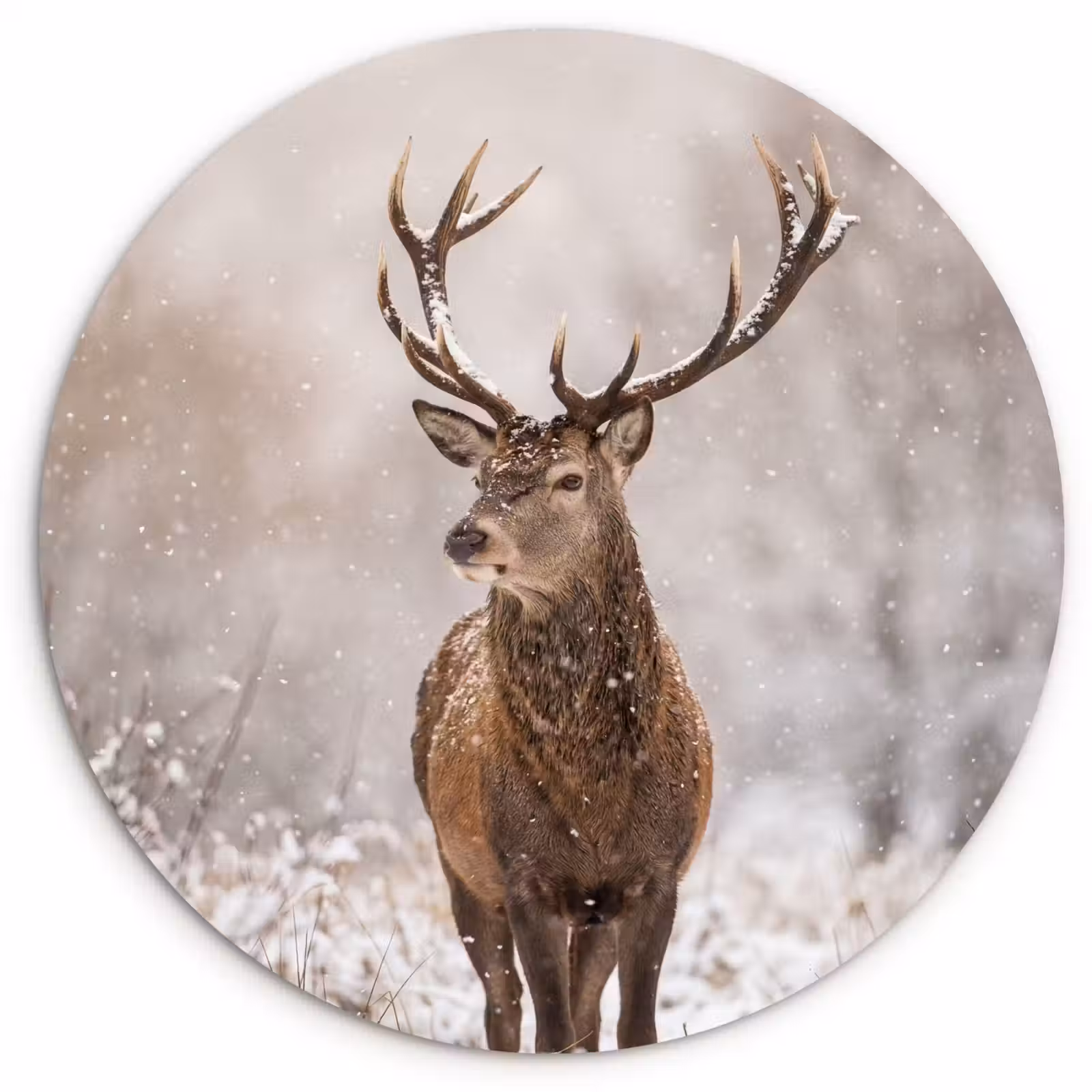 Muurcirkel - Edelhert - Bos - Sneeuw - Winter - Majestueus — 1