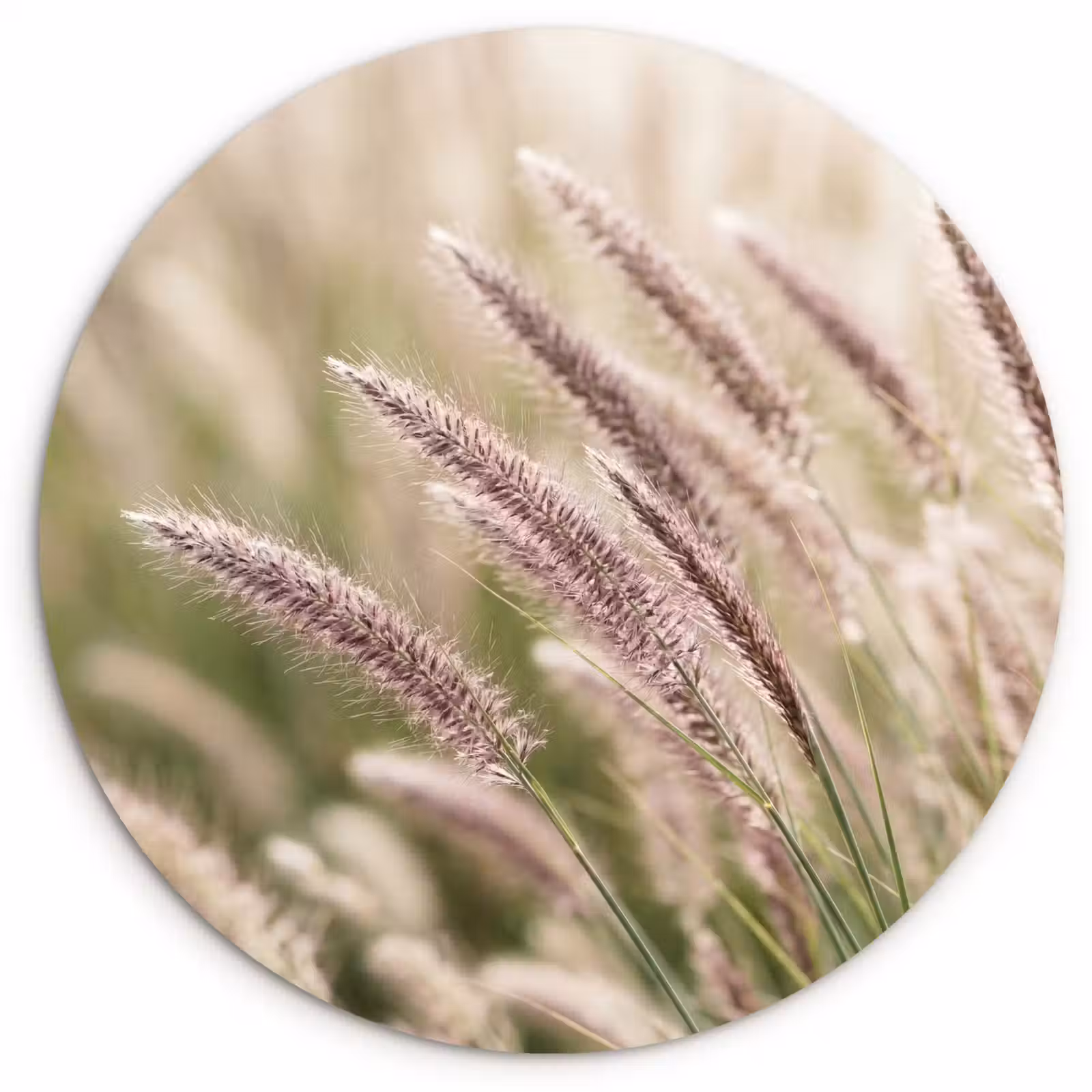 Muurcirkel - Gras - Close up - Groen — 1