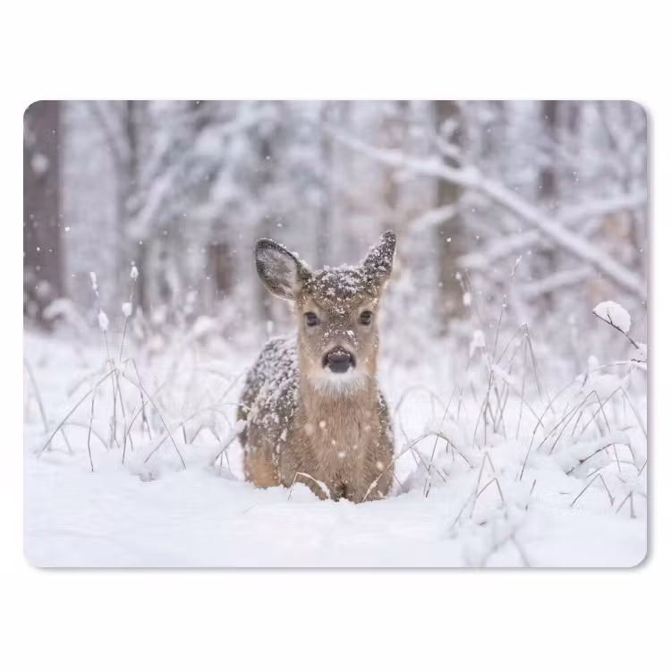 Muismat - Hert - Sneeuw - Bos - Dieren - Vertederend — 1