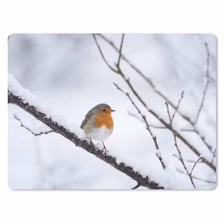 Muismat - Roodborstje - Tak - Sneeuw - Winter - Levendig — 1