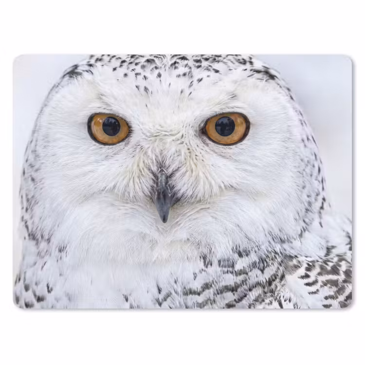 Muismat - Sneeuwuil - Oog - Wildlife - Wit — 1