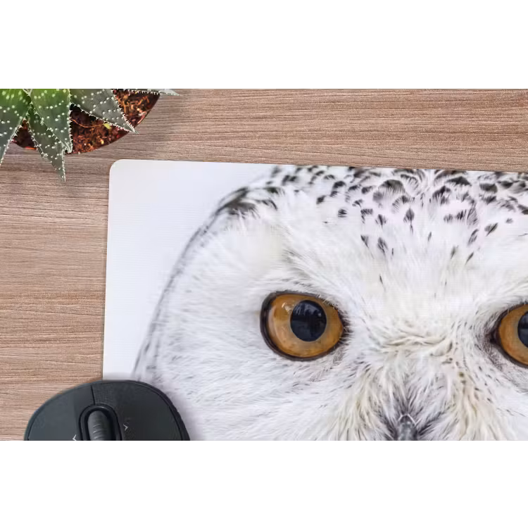 Muismat - Sneeuwuil - Oog - Wildlife - Wit — 4