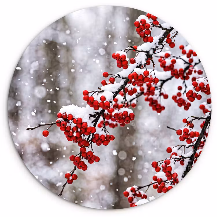 Muurcirkel - Bessen - Takken - Sneeuw - Winter - Kleurrijk — 1