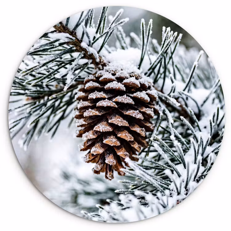 Muurcirkel - Dennenappel - Tak - Sneeuw - Winter - Sfeervol — 1