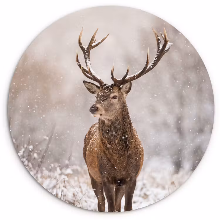Muurcirkel - Edelhert - Bos - Sneeuw - Winter - Majestueus — 1