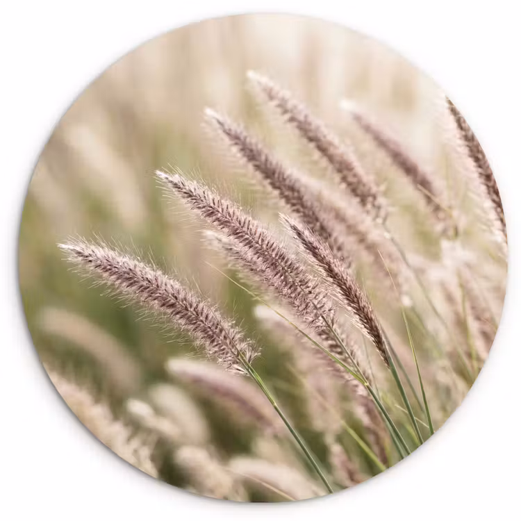 Muurcirkel - Gras - Close up - Groen — 1