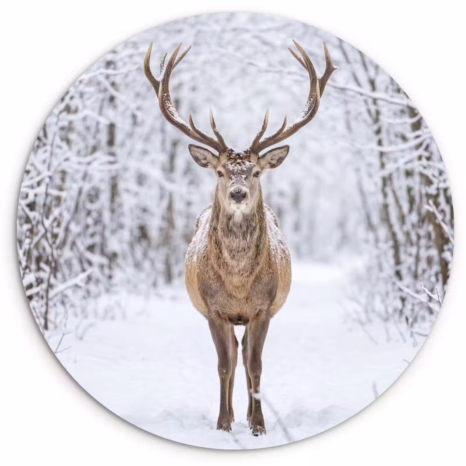 Muurcirkel - Hert - Winter - Bos - Natuur - Wit — 1