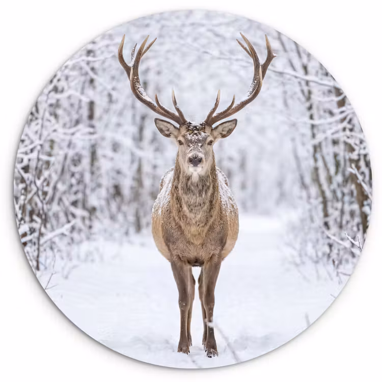 Muurcirkel - Hert - Winter - Bos - Natuur - Wit — 1