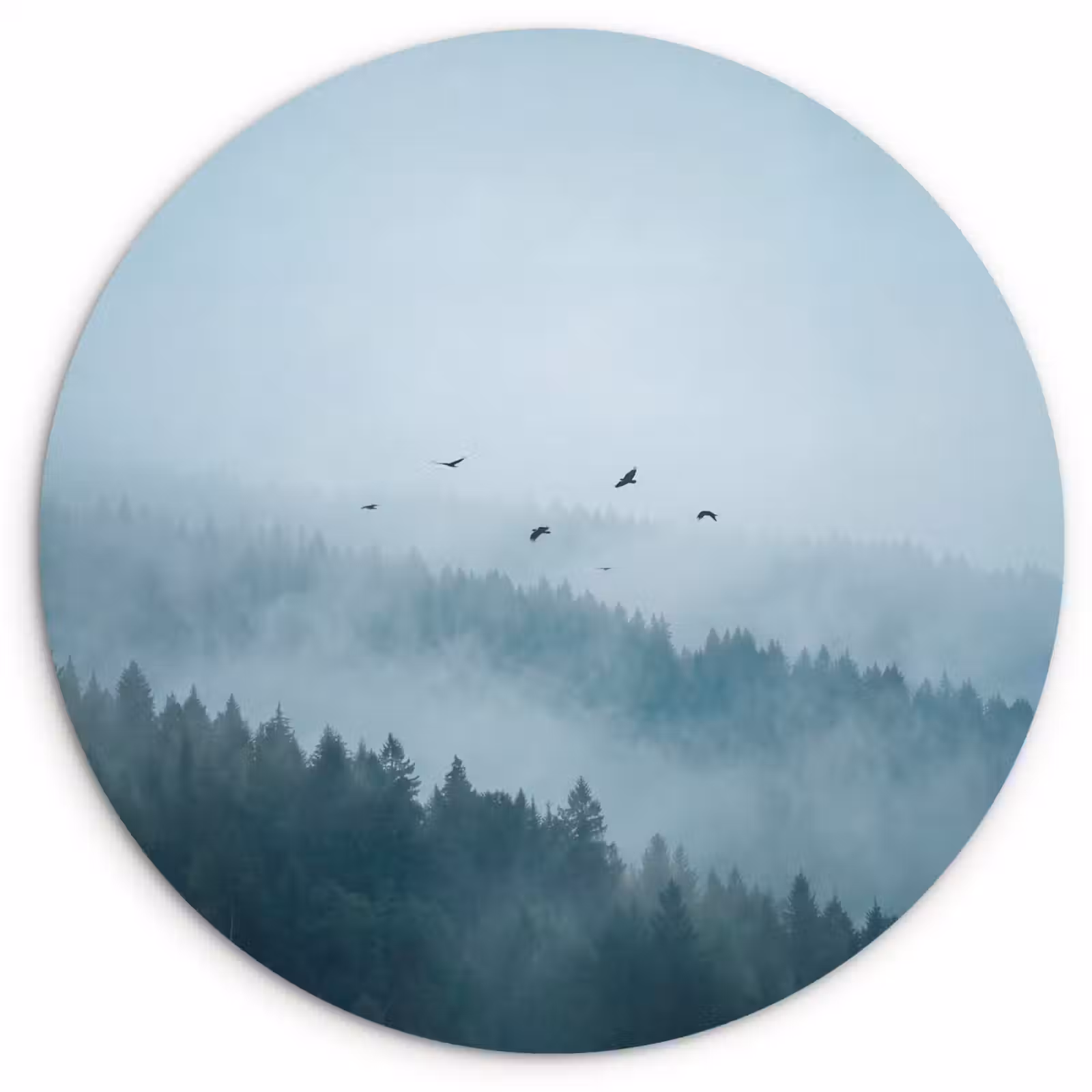 Muurcirkel - Bos - Mist - Vogels - Natuur - Groen — 1