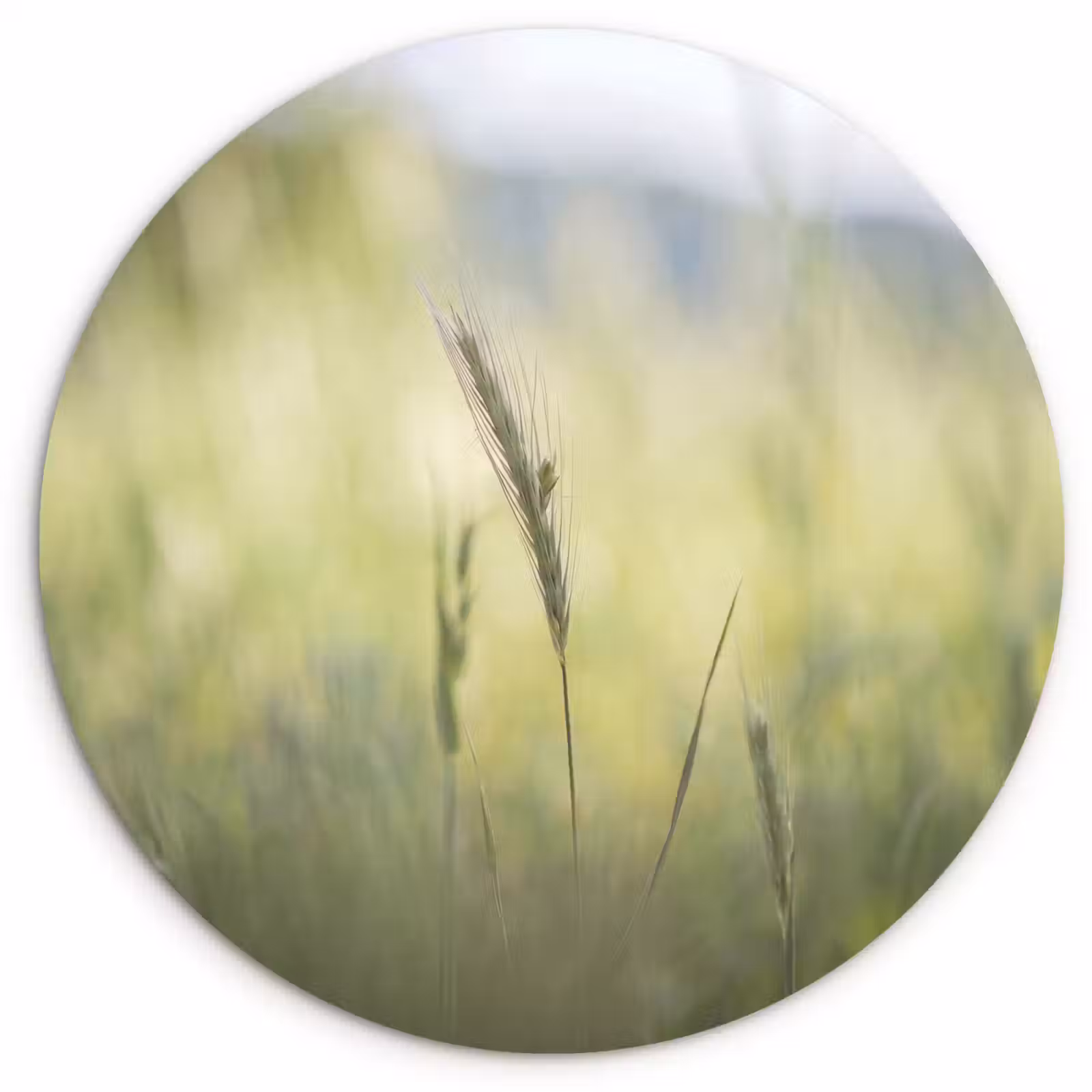 Muurcirkel - Graan - Aar - Natuur - Groen - Detail — 1