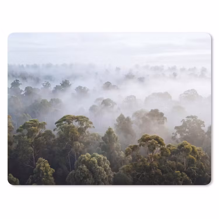 Muismat - Natuur - Mist - Bos - Ochtend - Goud — 1