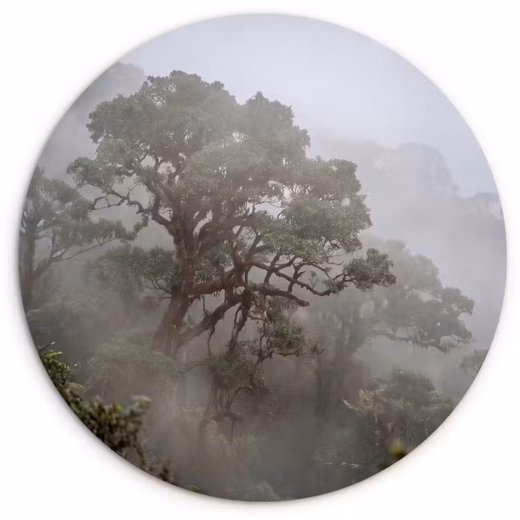 Muurcirkel - Boom - Mistig - Bos - Groen - Natuur — 1