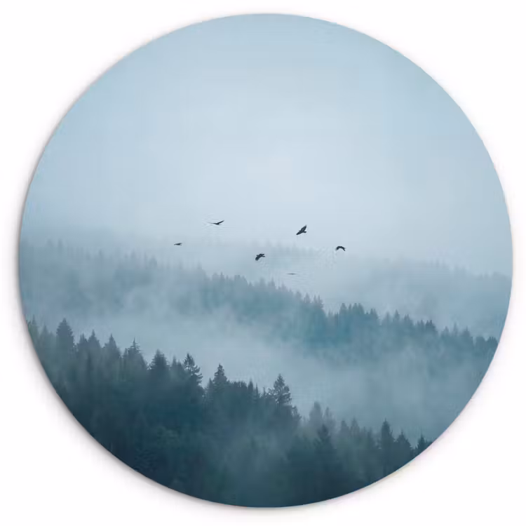Muurcirkel - Bos - Mist - Vogels - Natuur - Groen — 1