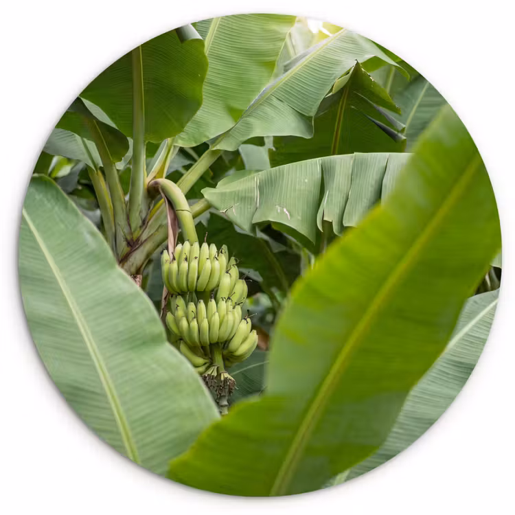 Muurcirkel - Eten - Bananen - Plantage - Groen — 1