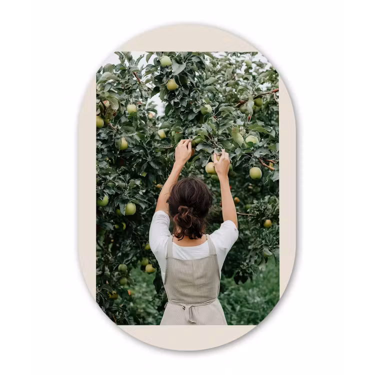 Muurovaal aluminium - Boom - Appels - Plukken - Natuur — 1