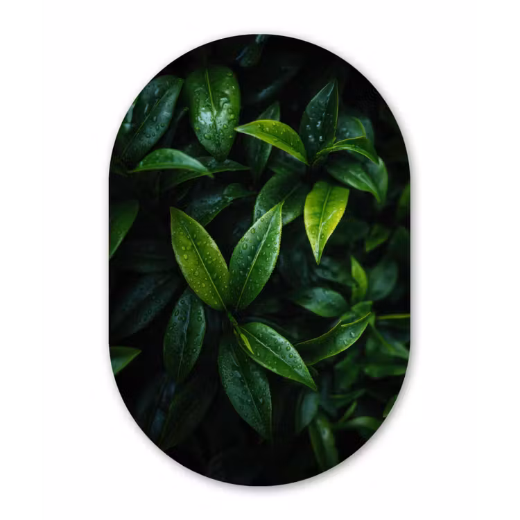 Muurovaal aluminium - Bladeren - Regendruppels - Licht - Groen — 1