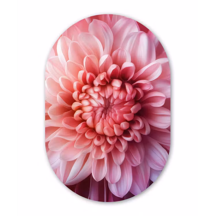 Muurovaal aluminium - Dahlia - Bloem - Close up - Roze — 1