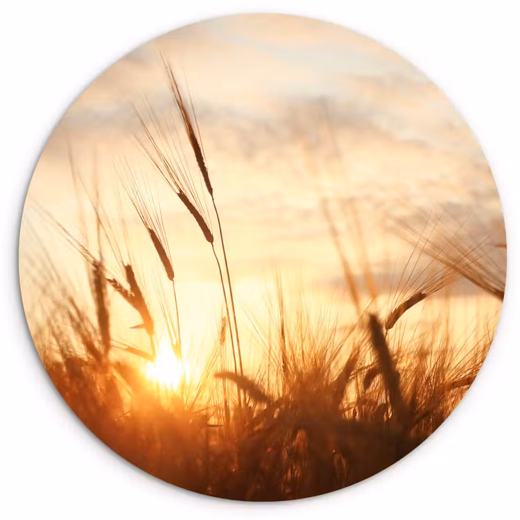 Muurcirkel - Riet - Gras - Zonsondergang - Natuur - Horizon — 1