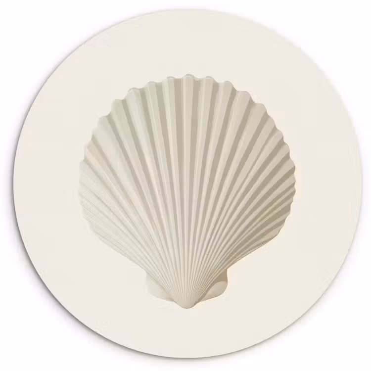 Muurcirkel - Schelp - Minimalistisch - Wit — 1