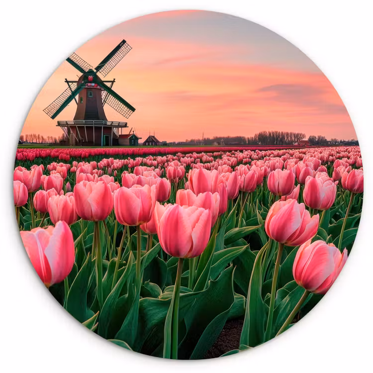 Muurcirkel - Tulpen - Molen - Nederland — 1