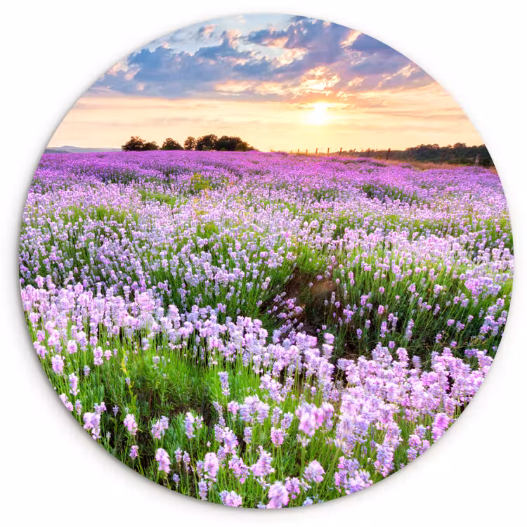Muurcirkel - Lavendel - Bloemen - Zonsondergang - Paars - Weide — 1