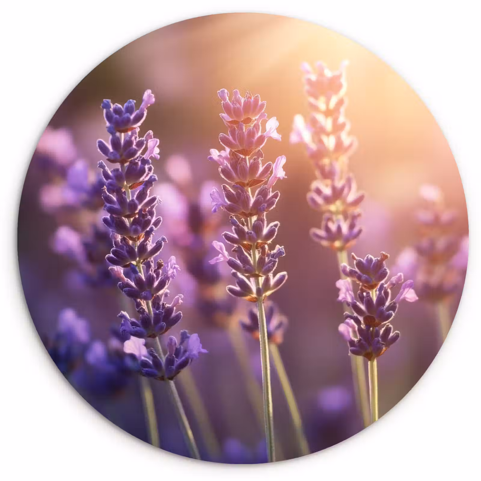 Muurcirkel - Lavendelbloemen - Paars - Zonlicht — 1