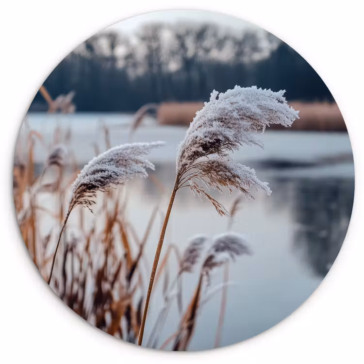 Muurcirkel - Riet - Gras - Natuur - Winter - Meer — 1