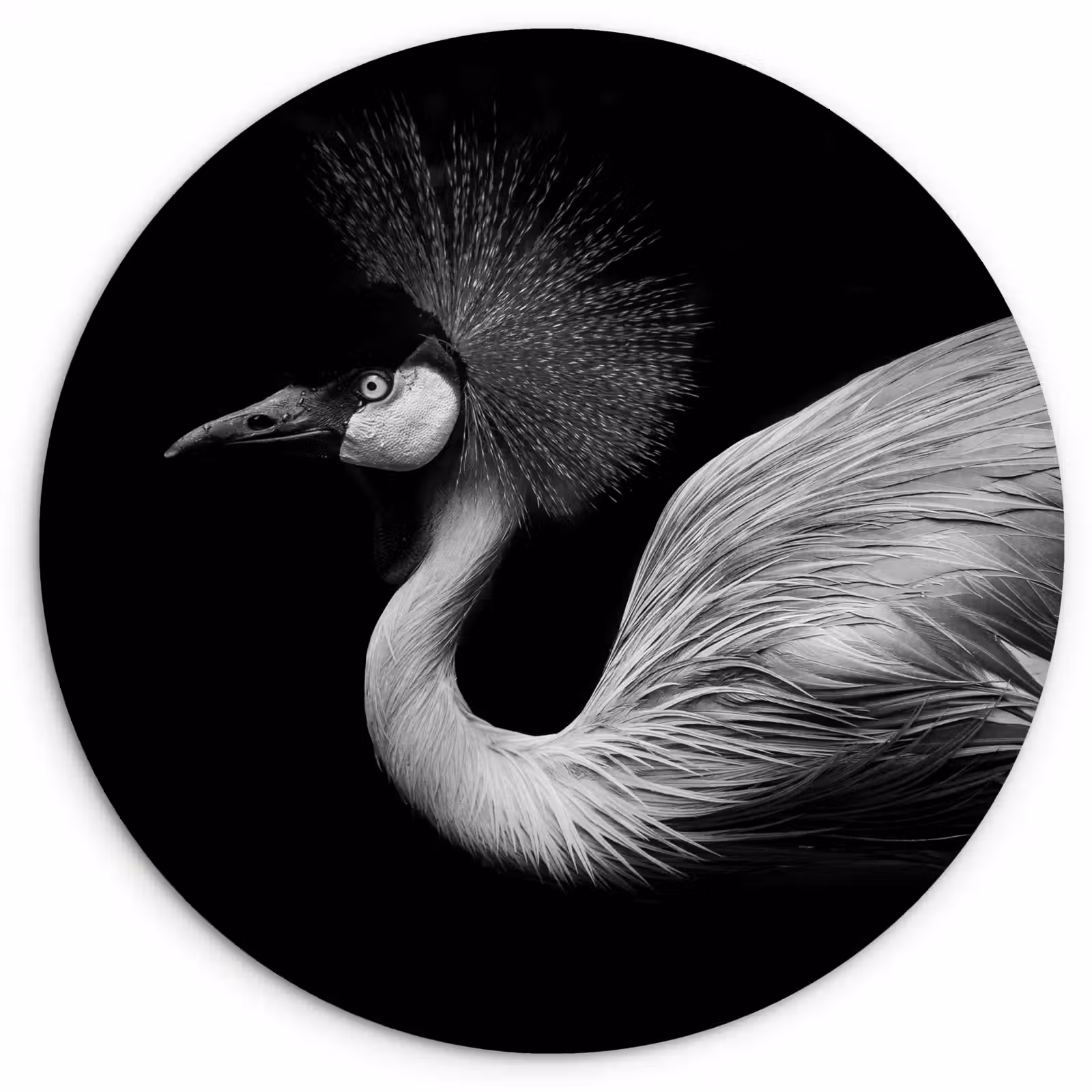 Muurcirkel - Kraanvogel - Zwart - Wit - Vogel - Dieren — 1