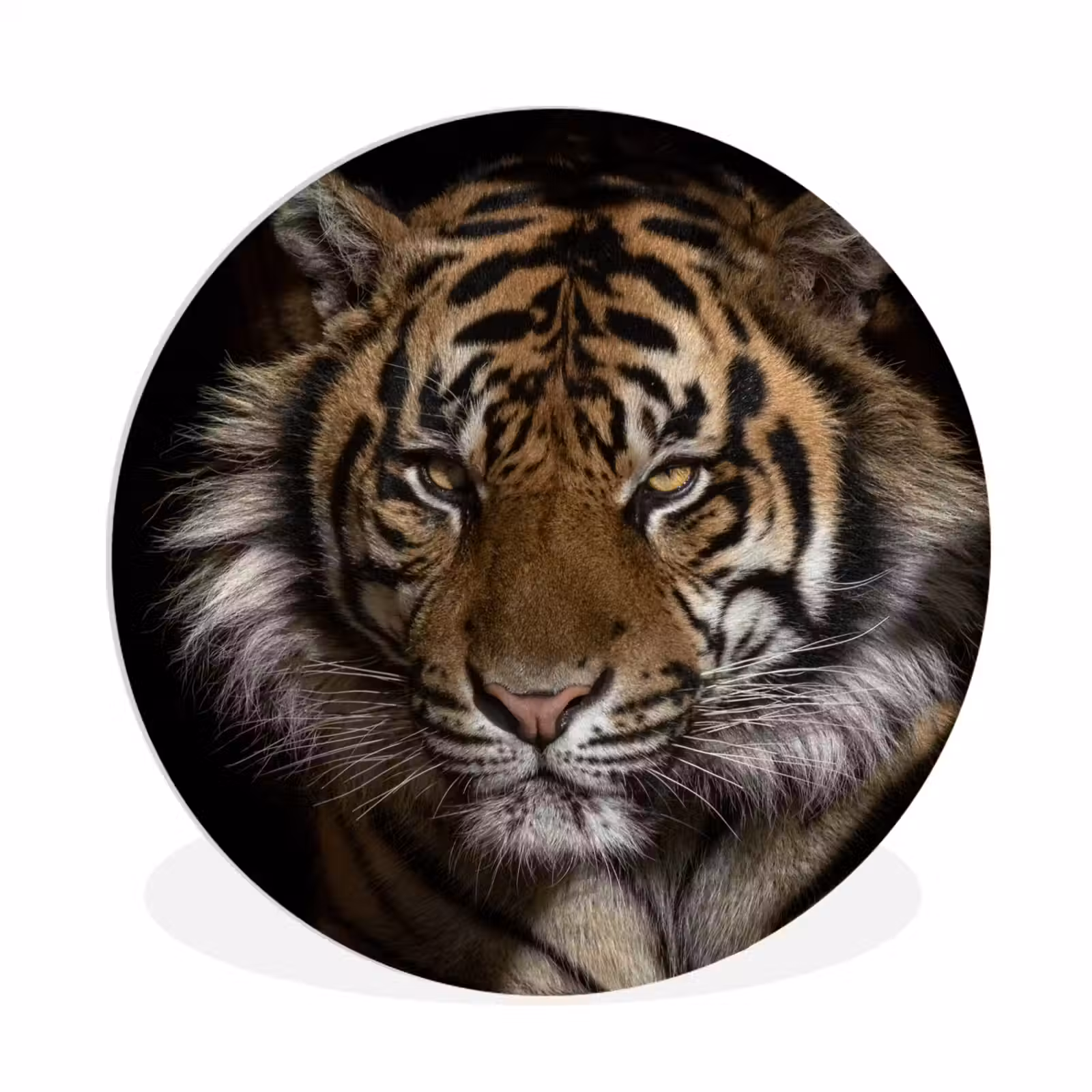 Muurcirkel - Tijger - Wilde dieren - Portret — 1