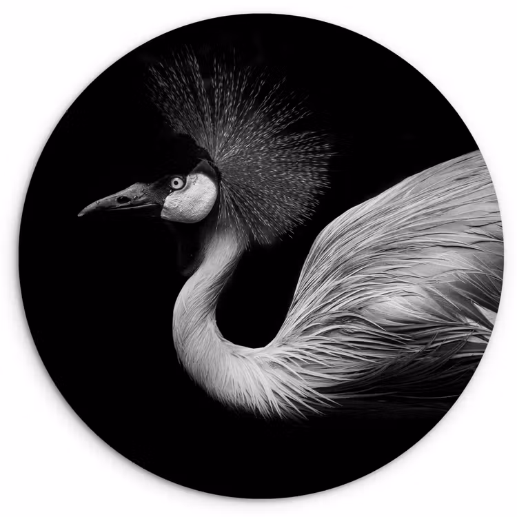 Muurcirkel - Kraanvogel - Zwart - Wit - Vogel - Dieren — 1