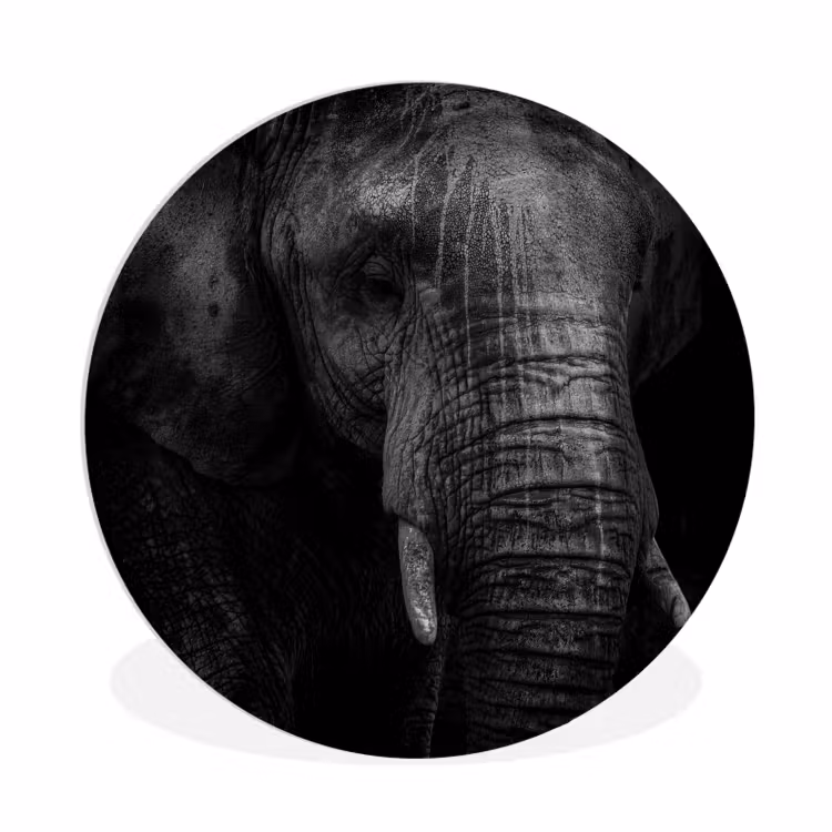 Muurcirkel - Olifant - Dier - Portret — 1