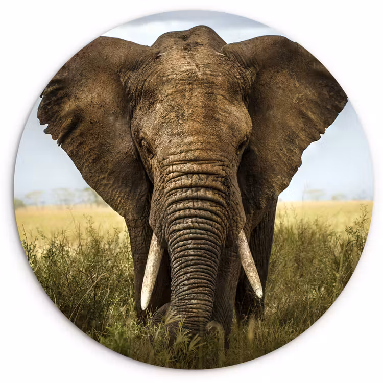 Muurcirkel - Olifant - Natuur - Gras - Dieren - Landschap — 1