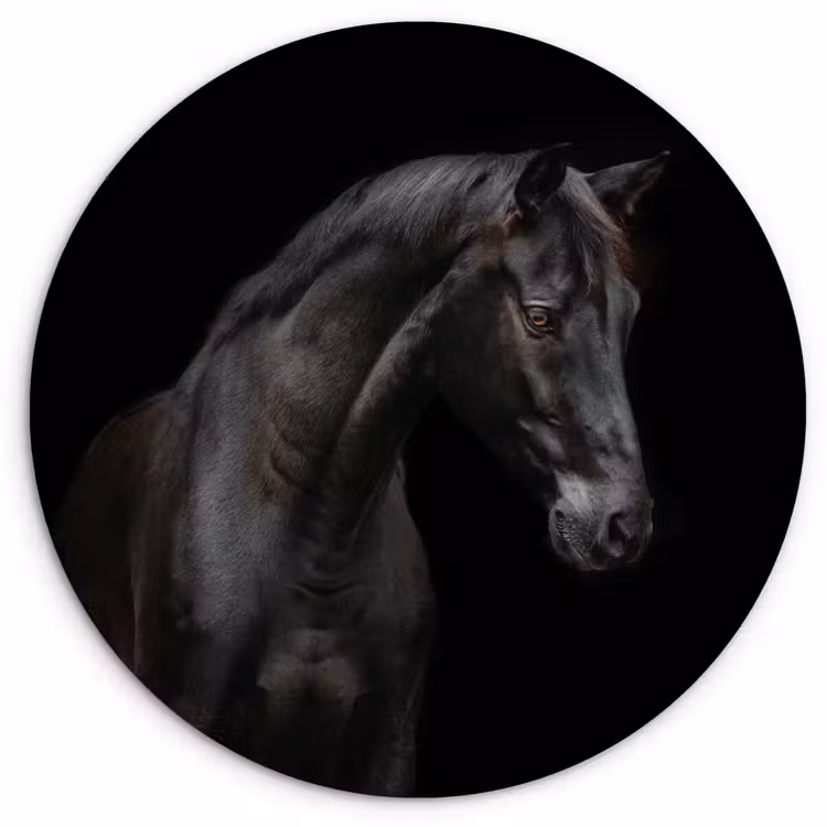 Muurcirkel - Paard - Dieren - Zwart - Portret — 1