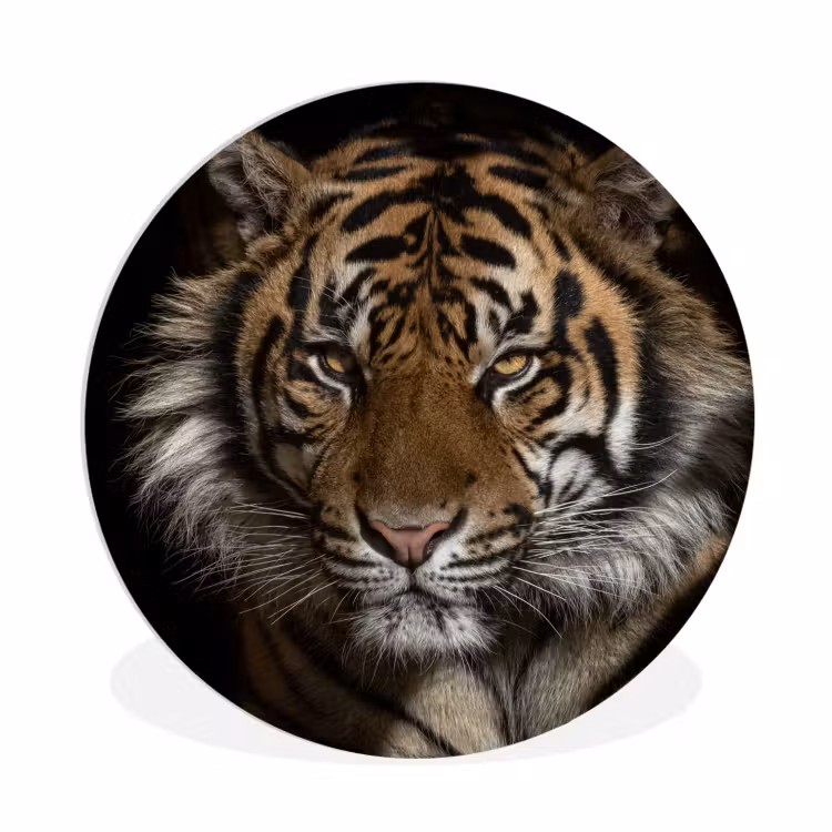 Muurcirkel - Tijger - Wilde dieren - Portret — 1