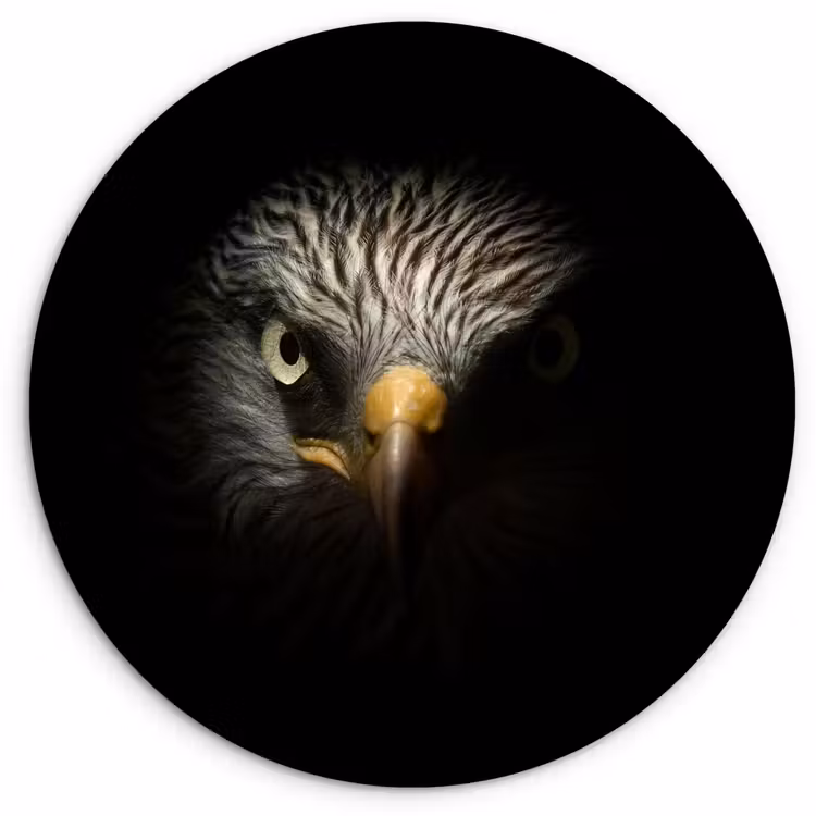Muurcirkel - Vogel - Adelaar - Roofvogels - Oog - Snavel - Licht — 1